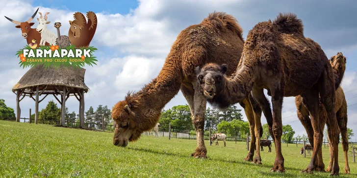 Vstupné na víkendové akce ve Farmaparku: celodenní program, vystoupení, známé osobnosti, zvířátka, atrakce