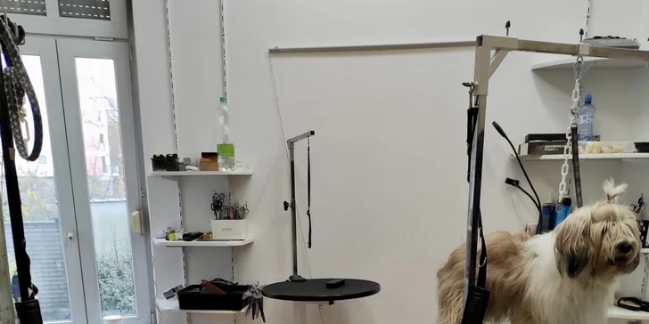 Péče o domácí mazlíčky v salonu Groommistr: voucher na koupání, střih i zastřižení drápků