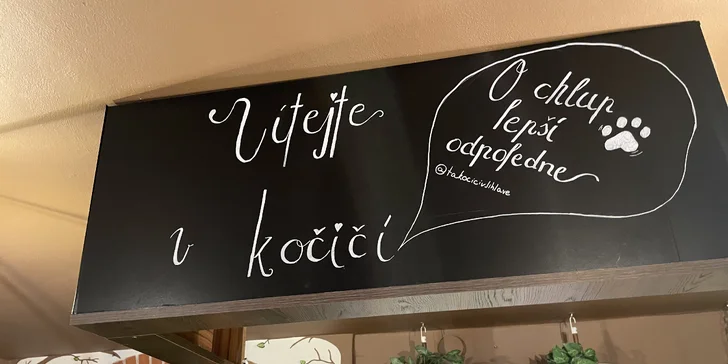 V kočičí společnosti: otevřený voucher do kočičí kavárny na 300 nebo 500 Kč