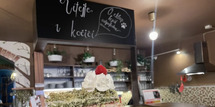 V kočičí společnosti: otevřený voucher do kočičí kavárny na 300 nebo 500 Kč