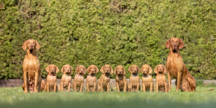 Focení venku i v ateliéru: fotografování osob, psů a koní, balíček 5 nebo 10 fotek