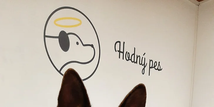 Hodný pes: Výukové semináře, online konzultace i individuální výcvik psů