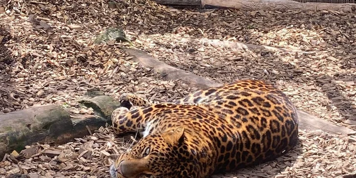 VIP prohlídka Kontaktního Zooparku, při které si budete moci zvířata pohladit