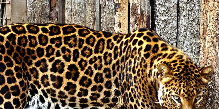 VIP prohlídka Kontaktního Zooparku, při které si budete moci zvířata pohladit
