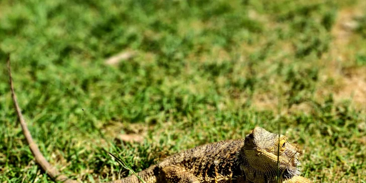 VIP prohlídka Kontaktního Zooparku, při které si budete moci zvířata pohladit