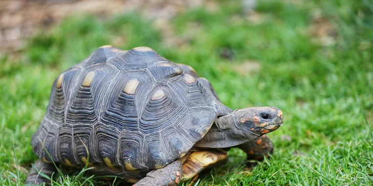 VIP prohlídka Kontaktního Zooparku, při které si budete moci zvířata pohladit