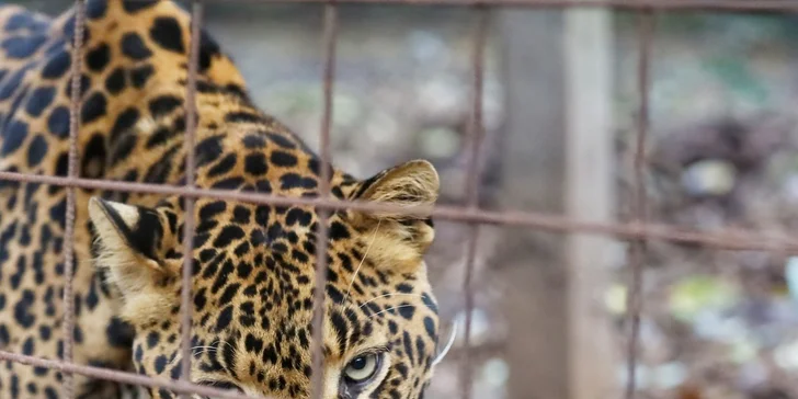VIP prohlídka Kontaktního Zooparku, při které si budete moci zvířata pohladit