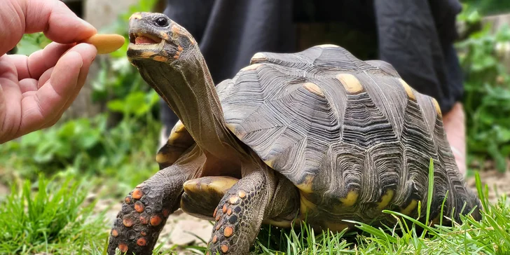 VIP prohlídka Kontaktního Zooparku, při které si budete moci zvířata pohladit