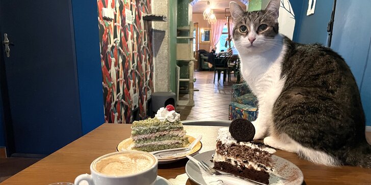 V kočičí společnosti: otevřený voucher do kočičí kavárny na 300 nebo 500 Kč