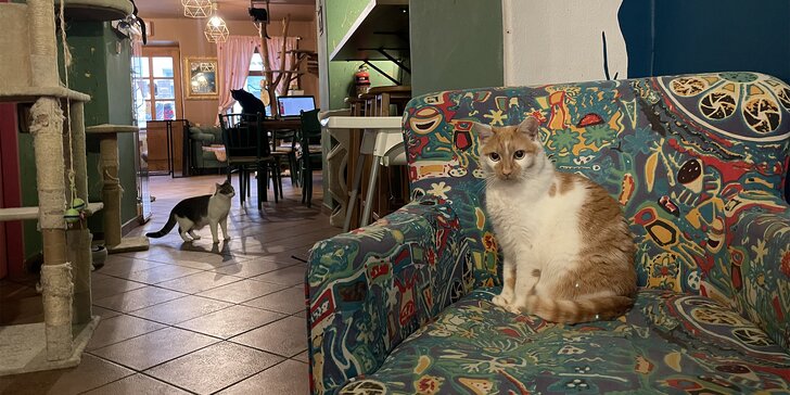 V kočičí společnosti: otevřený voucher do kočičí kavárny na 300 nebo 500 Kč