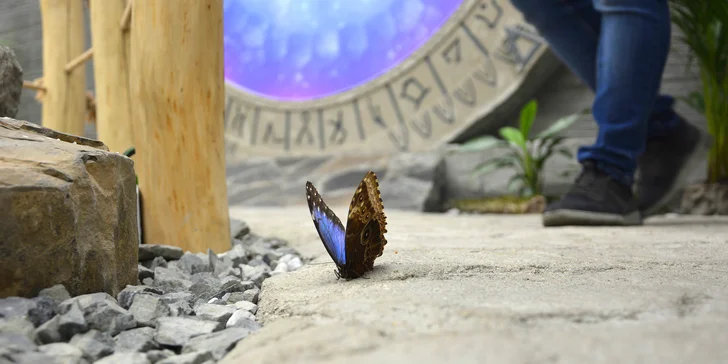 Papilonie Karlštejn: vstupte magickou bránou do křehkého světa kouzelných motýlů