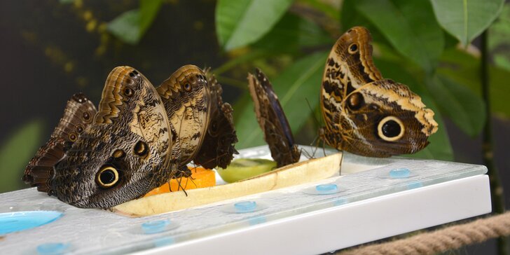Papilonie Karlštejn: vstupte magickou bránou do křehkého světa kouzelných motýlů