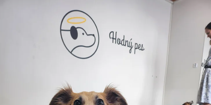 Hodný pes: Výukové semináře, online konzultace i individuální výcvik psů
