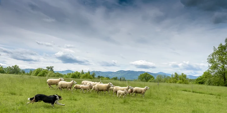 Apartmán na ovčí farmě v Těšínském Slezsku až pro 9 osob