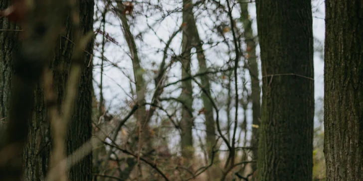 Kouzelný pobyt v treehouse až pro 4 osoby i venkovní sudová sauna