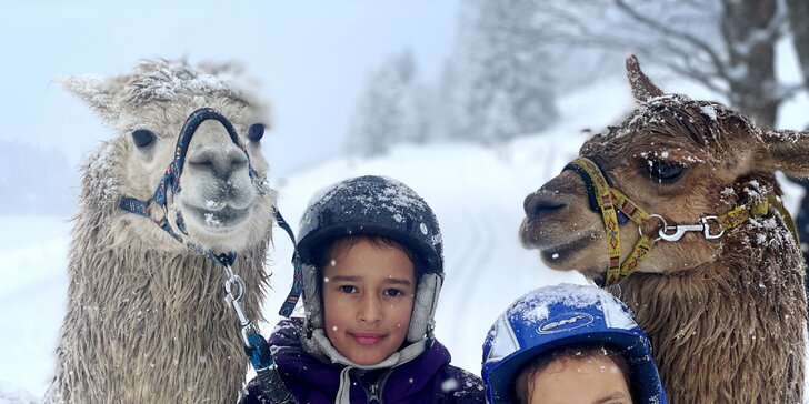 Procházka s alpakami krásnou krajinou Krušných hor pro 5 dospělých a až 10 dětí