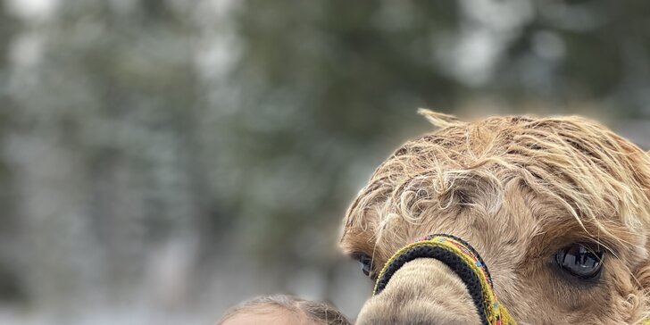 Procházka s alpakami krásnou krajinou Krušných hor pro 5 dospělých a až 10 dětí