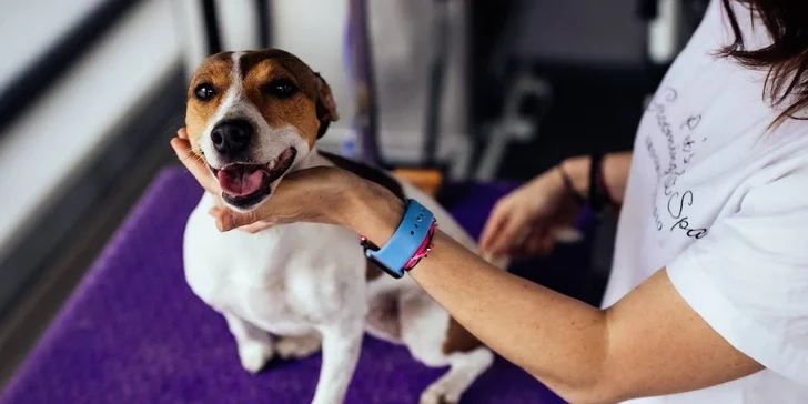 Kompletní péče o psy v dejvickém Pet´s Grooming & Spa: koupání, česání i střihání drápků a čištění uší