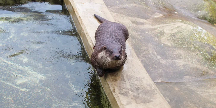 Parádní zážitek a dobrý skutek k tomu: VIP návštěva nejmenší ZOO v ČR s krmením vydry