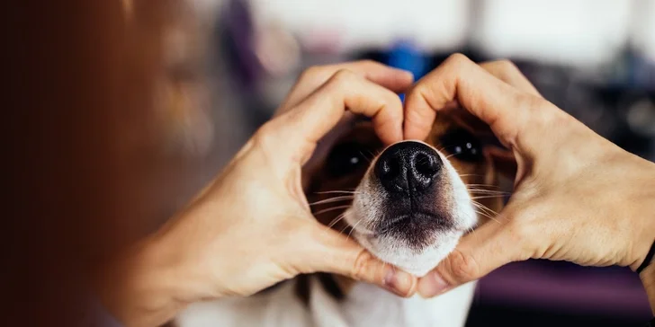 Kompletní péče o psy v dejvickém Pet´s Grooming & Spa: koupání, česání i střihání drápků a čištění uší