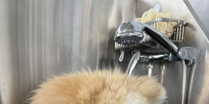 Kompletní péče o psy v dejvickém Pet´s Grooming & Spa: koupání, česání i střihání drápků a čištění uší