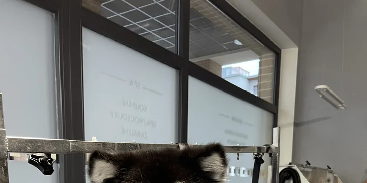 Kompletní péče o psy v dejvickém Pet´s Grooming & Spa: koupání, česání i střihání drápků a čištění uší