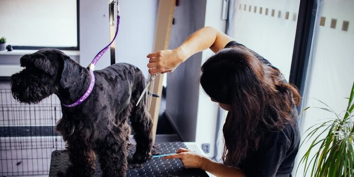 Kompletní péče o psy v dejvickém Pet´s Grooming & Spa: koupání, česání i střihání drápků a čištění uší