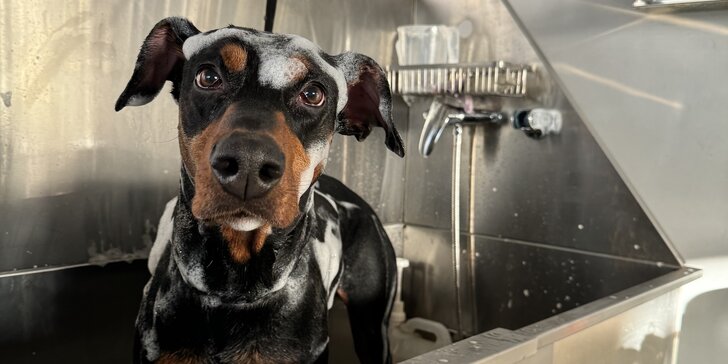 Kompletní péče o psy v dejvickém Pet´s Grooming & Spa: koupání, česání i střihání drápků a čištění uší
