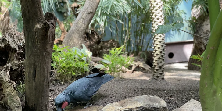 Vstupenka do pražské ZOO s online audioprůvodcem pro dítě i dospělého