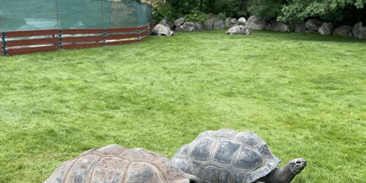 Vstupenka do pražské ZOO s online audioprůvodcem pro dítě i dospělého