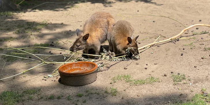 Vstupenka do pražské ZOO s online audioprůvodcem pro dítě i dospělého