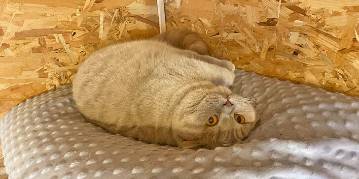 Interaktivní exkurze chovné stanice britských krátkosrstých koček až pro 3 milovníky chlupatých tvorů