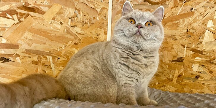 Interaktivní exkurze chovné stanice britských krátkosrstých koček až pro 3 milovníky chlupatých tvorů
