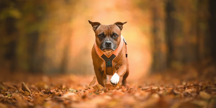 Profesionální fotografování vašeho psa v přírodě nebo ateliéru