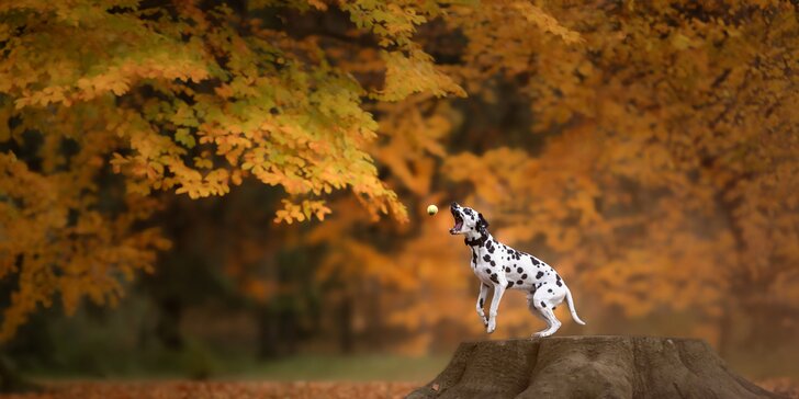 Zachyťte chlupatou radost: fotografování vašeho psa v přírodě, 5 nebo 10 snímků