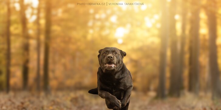 Zachyťte chlupatou radost: fotografování vašeho psa v přírodě, 5 nebo 10 snímků