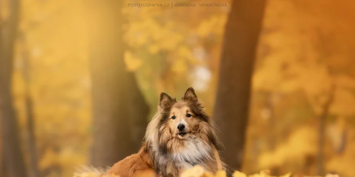 Profesionální fotografování vašeho psa v přírodě nebo ateliéru