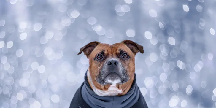 Profesionální fotografování vašeho psa v přírodě nebo ateliéru