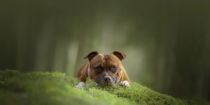 Profesionální fotografování vašeho psa v přírodě nebo ateliéru