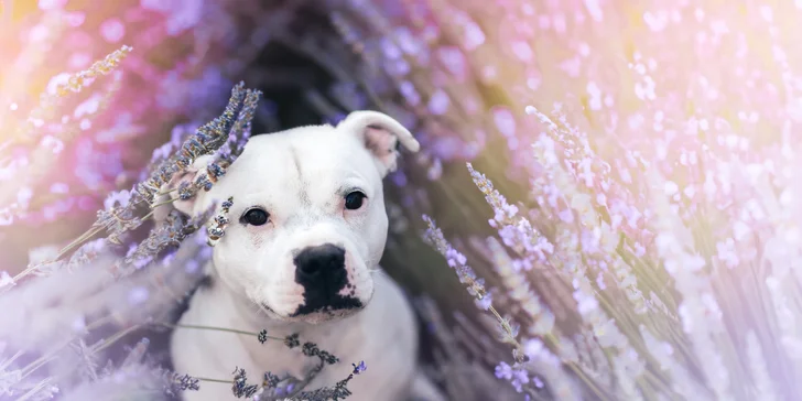 Profesionální fotografování vašeho psa v přírodě nebo ateliéru