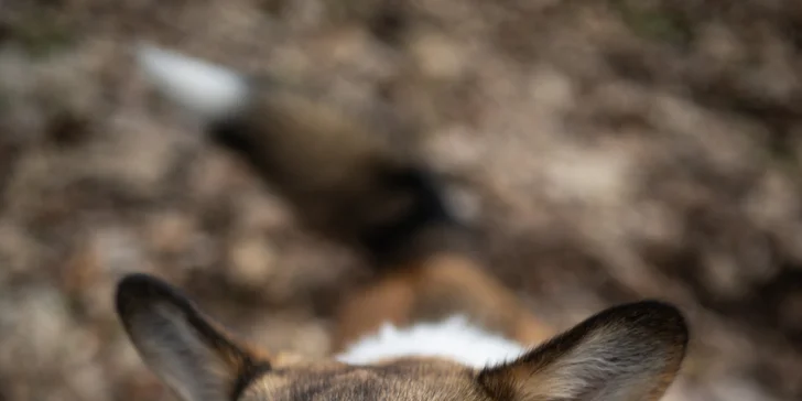 Portrétové exteriérové focení pejsků v Praze a okolí: 5-10 upravených fotografií