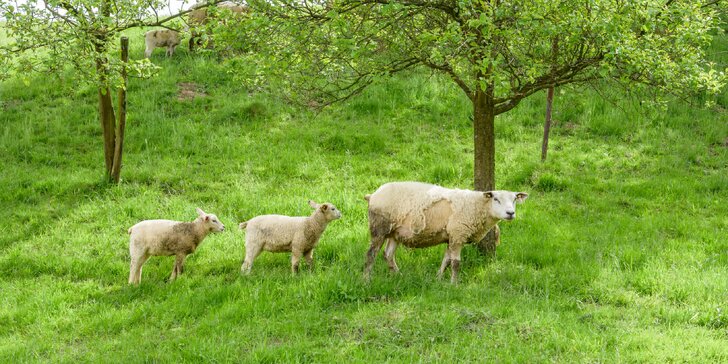 Apartmán na ovčí farmě v Těšínském Slezsku až pro 9 osob