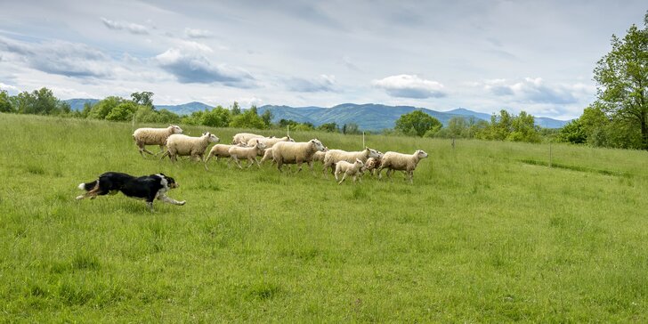 Apartmán na ovčí farmě v Těšínském Slezsku až pro 9 osob