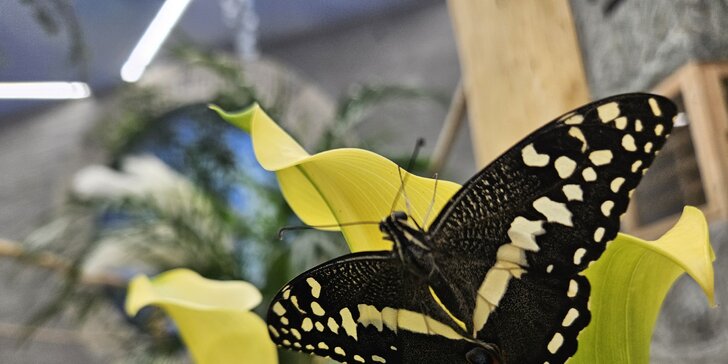 Papilonie Karlštejn: vstupte magickou bránou do křehkého světa kouzelných motýlů