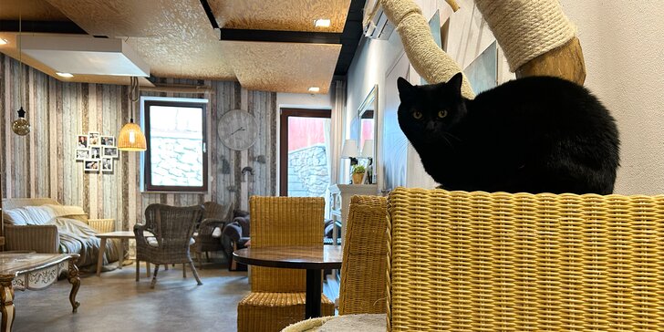 Kočičí kavárna v Písku: otevřené vouchery na 200 či 500 Kč i malý dárek