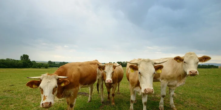 Rodinný penzion na bio farmě na úpatí Volovských vrchů: polopenze, wellness, zvířátka a příroda