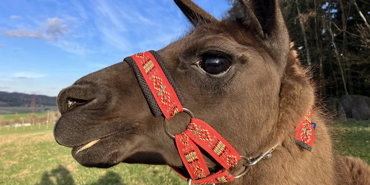 Zážitkový balíček na farmě vč. lamatrekingu, jízdy na koni a dárku