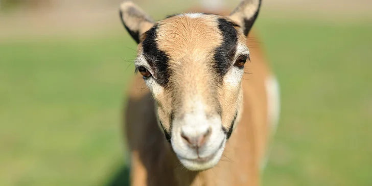 Zážitkový balíček na farmě vč. lamatrekingu, jízdy na koni a dárku
