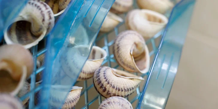 Exkurze na šnečí farmu včetně 5chodového degustačního menu s moravským vínem k tomu