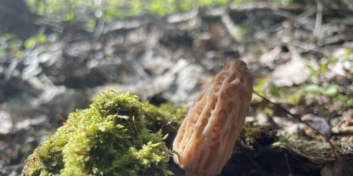 Jarní nebo letní procházka s mykoložkou za houbami v Telči a okolí